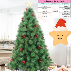 Cây thông cước đầu vàng gắn trái đỏ - Cây tự động